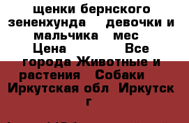 щенки бернского зененхунда. 2 девочки и 2 мальчика(2 мес.) › Цена ­ 22 000 - Все города Животные и растения » Собаки   . Иркутская обл.,Иркутск г.